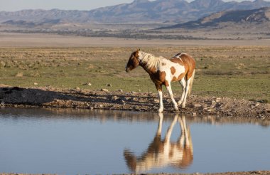Utah 'ta çöldeki bir su birikintisinde vahşi bir atın yansıması.