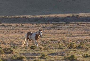 bahar Utah çöl güzel bir vahşi at