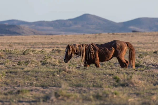 Красивая Дикая Лошадь Пустыне Юта Весной — стоковое фото