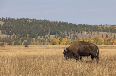 Grand Teton Ulusal Parkı Wyoming 'de sonbaharda boğa bizonu.