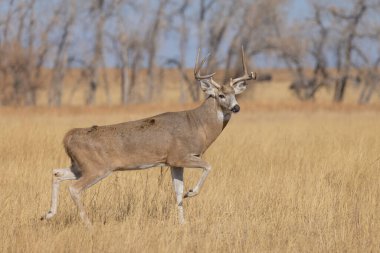 Colorado 'da sonbaharda geyik sürüsü