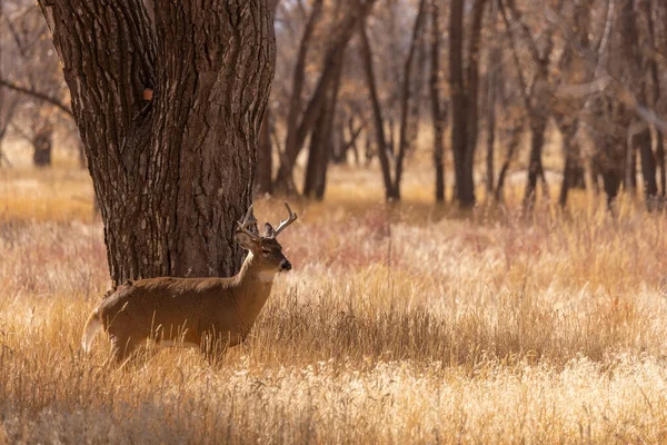 Veado Buck Whitetail Outono Colorado — Fotografia de Stock