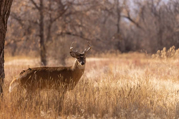 Veado Buck Whitetail Outono Colorado — Fotografia de Stock