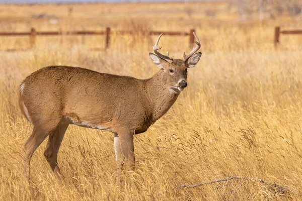 Veado Buck Whitetail Outono Colorado — Fotografia de Stock