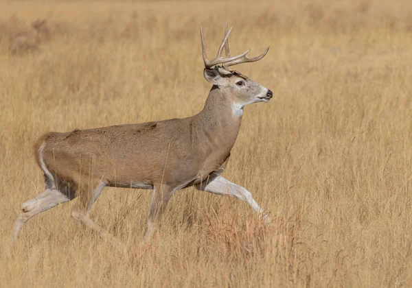 Een Hert Van Een Buck Witstaart Herfst Colorado — Stockfoto