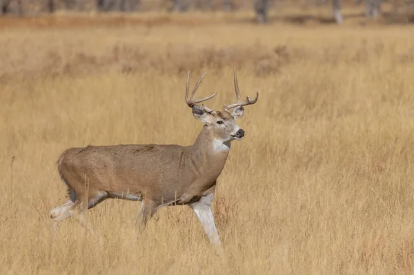 Een Hert Van Een Buck Witstaart Herfst Colorado — Stockfoto