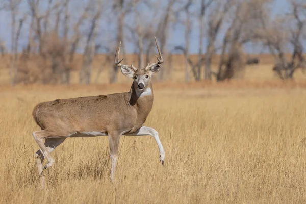 Ein Bock Weißnagel Hirsch Herbst Colorado — Stockfoto