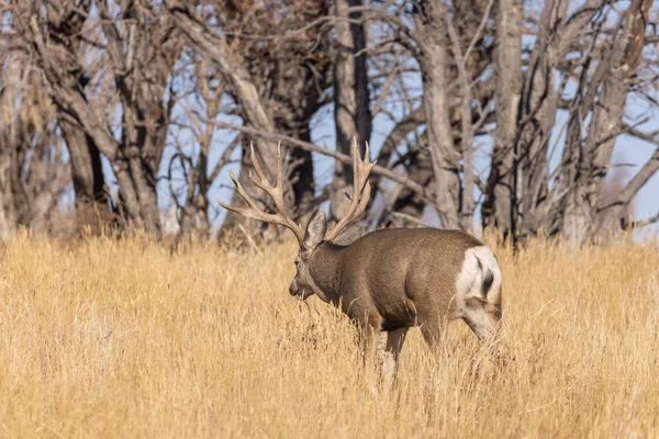 Een Ezel Hert Bok Herfst Colorado — Stockfoto