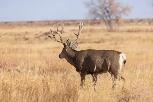 Een Ezel Hert Bok Herfst Colorado — Stockfoto