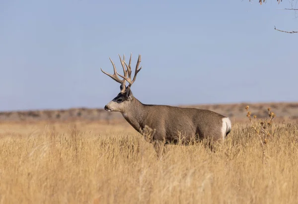 Muł Jeleń Buck Jesienią Kolorado — Zdjęcie stockowe