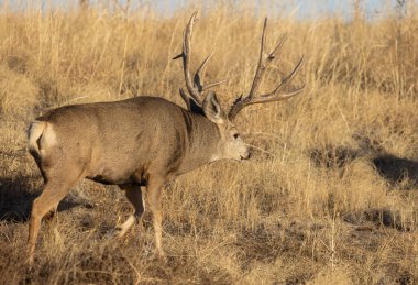 Colorado 'daki Geyik Geyiği Sonbahar Rut sırasında