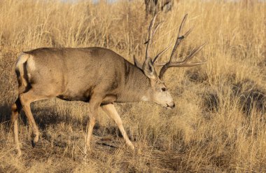 Colorado 'daki Geyik Geyiği Sonbahar Rut sırasında