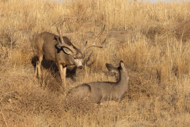 Colroado 'da sonbahar monotonluğu sırasında geyik ve geyik.