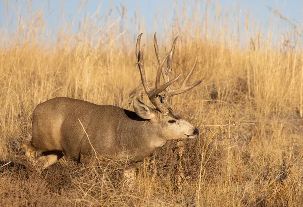 Mule Deer Buck Durante Caduta Rut Colorado — Foto Stock