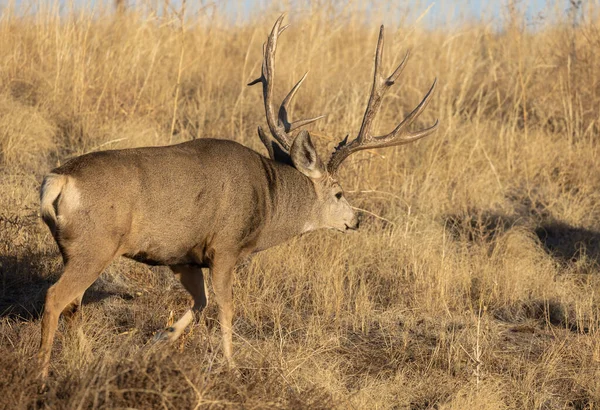 Colorado 'daki Geyik Geyiği Sonbahar Rut sırasında