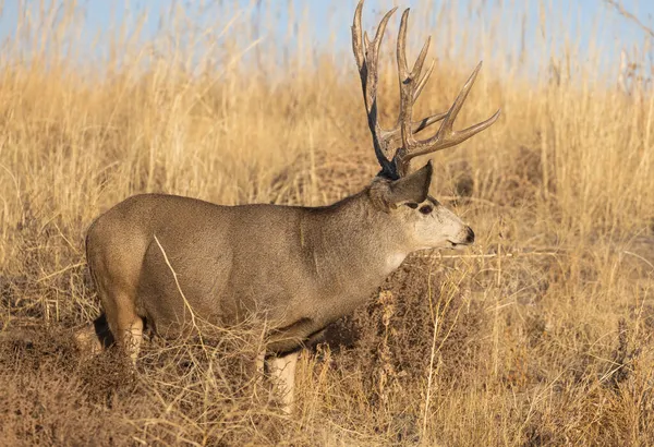 Mule Deer Buck Durante Rut Otoño Colorado —  Fotos de Stock