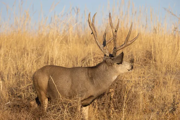Mule Deer Buck Κατά Διάρκεια Της Φθινοπωρινής Διαδρομής Στο Κολοράντο — Φωτογραφία Αρχείου