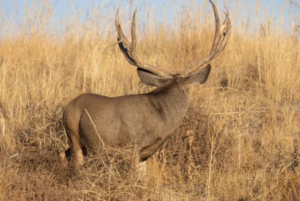 Mule Deer Buck Durante Rut Otoño Colorado —  Fotos de Stock