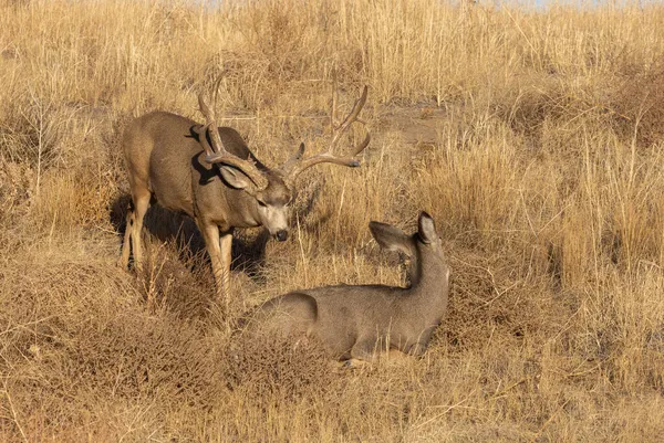 Colroado 'da sonbahar monotonluğu sırasında geyik ve geyik.