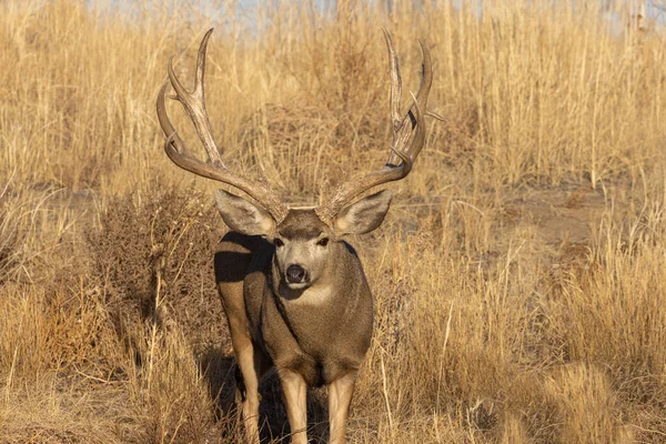 科罗拉多州落叶期间的骡鹿巴克 — 图库照片