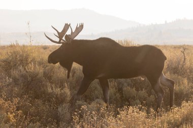 bir boğa Wyoming Güz shiras mus