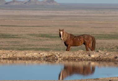 Utah çölündeki bir su birikintisine yansıyan vahşi bir at.