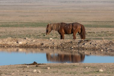 Utah çölündeki bir su birikintisine yansıyan vahşi bir at.