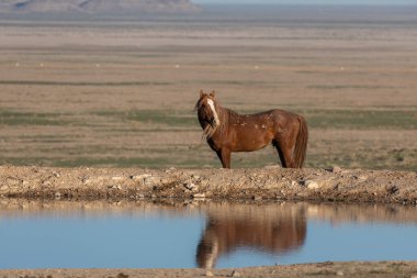 Utah çölündeki bir su birikintisine yansıyan vahşi bir at.