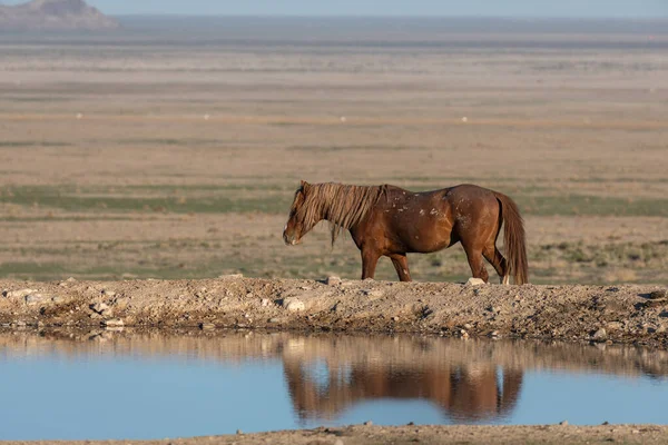 Wild Horse Stallion Reflected Utah Desert Waterhole — Stock Photo, Image