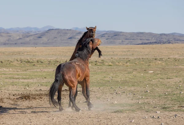 ユタの砂漠で戦う野生の馬の群れのペア — ストック写真