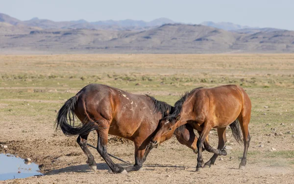Une Paire Étalons Chevaux Sauvages Combattant Dans Désert Utah — Photo