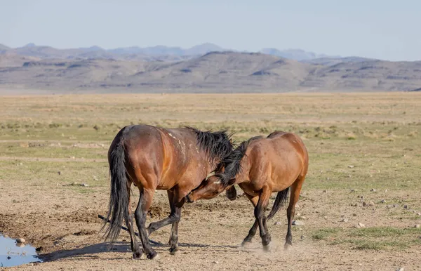 Pair Wild Horse Stallions Fighting Utah Desert — Stock Photo, Image