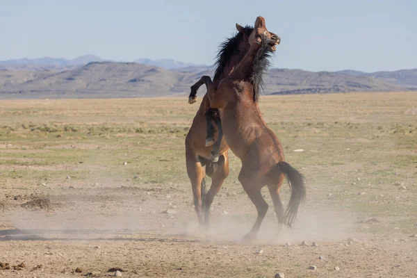 Par Garanhões Selvagens Lutando Deserto Utah — Fotografia de Stock