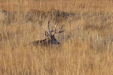 Colorado 'da sonbahar monotonluğu sırasında geyik avı.