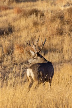 Colorado 'da sonbahar monotonluğu sırasında geyik avı.