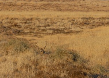 Colorado 'da sonbahar monotonluğu sırasında geyik avı.