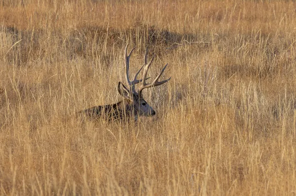 コロラド州での秋のラバ鹿の背中 — ストック写真