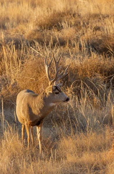 Mule Deer Buck Fall Rut Colorado — Stock Photo, Image