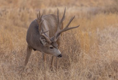 Colorado 'da sonbaharda tekdüze bir geyik geyiği.