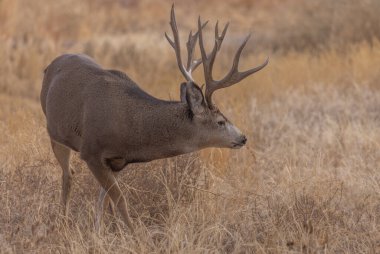 Colorado 'da sonbaharda tekdüze bir geyik geyiği.