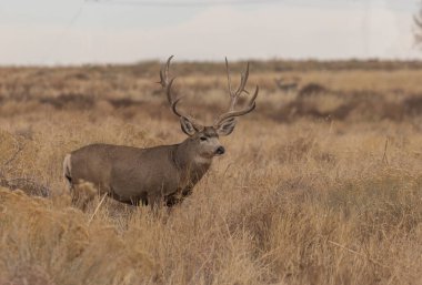 Colorado 'da sonbaharda tekdüze bir geyik geyiği.
