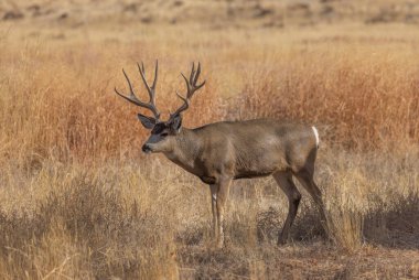 Colorado 'da sonbaharda tekdüze bir geyik geyiği.