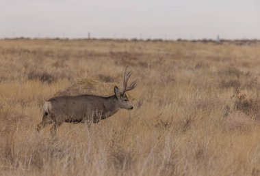 Colorado 'da sonbaharda tekdüze bir geyik geyiği.