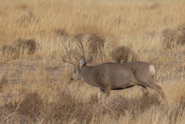 Colorado 'da sonbaharda tekdüze bir geyik geyiği.