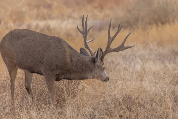 Een Ezel Hert Bok Bronst Colorado Herfst — Stockfoto