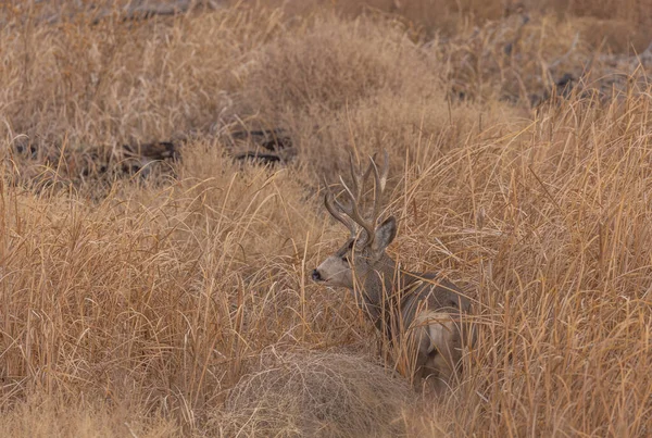 Cerf Mulet Ornière Dans Colorado Automne — Photo