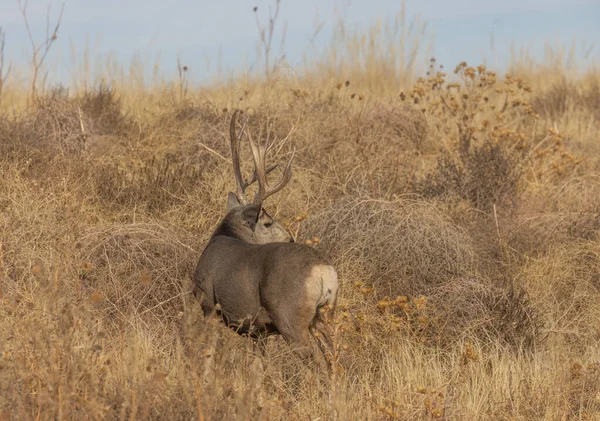 Veado Mula Buck Rotina Colorado Outono — Fotografia de Stock