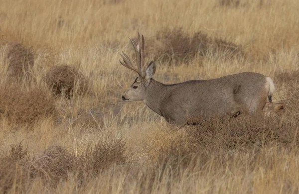 Een Ezel Hert Bok Bronst Colorado Herfst — Stockfoto