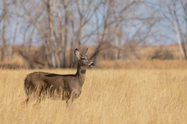 Colorado 'daki Auutmn' da beyaz kuyruklu geyik.