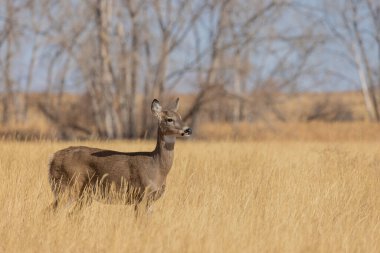 Colorado 'da sonbaharda tekdüze bir geyik avı